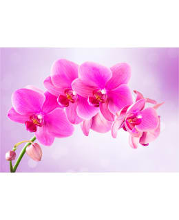 Artgeist A1-LNEW010451 FOTOTAPETTI Main Image