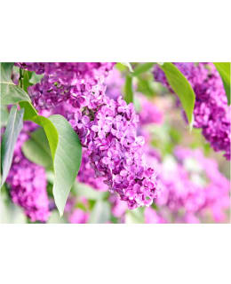 Artgeist A1-LNEW010640 FOTOTAPETTI Main Image