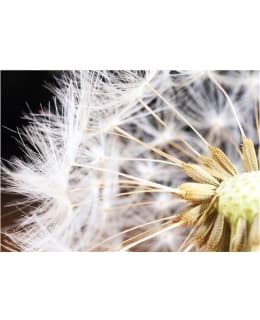 Artgeist A1-SNEW010914 FOTOTAPETTI Main Image