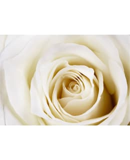 Artgeist A1-4XLNEW011204 FOTOTAPETTI Main Image