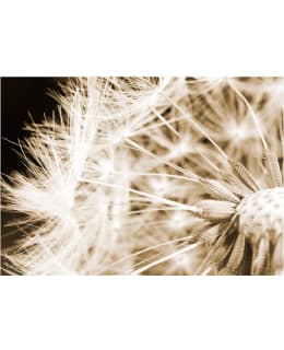 Artgeist A1-XLNEW010915 FOTOTAPETTI Main Image