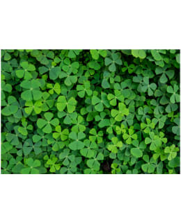 Artgeist A1-XLFT1113 FOTOTAPETTI Main Image