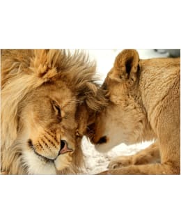 Artgeist A1-LFT1872SAM IL-FOTOTAPETTI Main Image