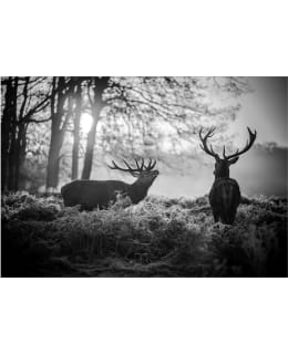 Artgeist A1-MFT1899 FOTOTAPETTI Main Image