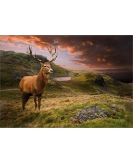 ARTGEIST A1-5XLFT1979 FOTOTAPETTI Main Image