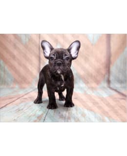 Artgeist A1-LFT1959 FOTOTAPETTI Main Image