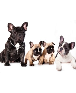 Artgeist A1-XLFT1964 FOTOTAPETTI Main Image