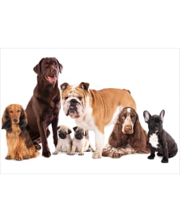 Artgeist A1-XLFT1970 FOTOTAPETTI Main Image