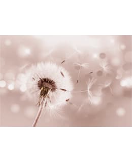 Artgeist A1-XLFT569 FOTOTAPETTI Main Image