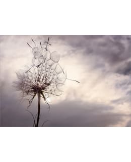 ARTGEIST A1-4XLFT2336 FOTOTAPETTI Main Image