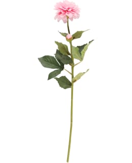 4LIVING 328790 PINKKI 60CM PINKKI DAALIA Main Image
