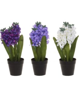 WINTERIA HYASINTTI VAALEANSININEN Main Image