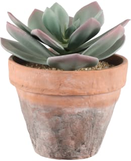 4LIVING 20CM MEHIKASVI Main Image