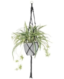 4LIVING MUSTA 100CM RÖNSYLILJA AMPPELI Main Image