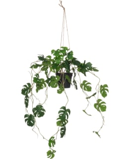 4LIVING PEIKONLEHTI ROIKKUVA RUUKUSSA 75 Main Image