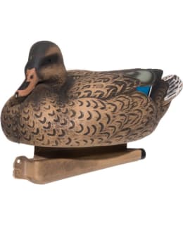 ATOM HEINÄSORSA NAARAS HOUKUTUSKUVA Main Image