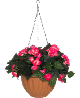 4LIVING BEGONIA AMPPELI PINKKI Main Image
