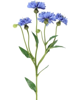 4LIVING RUISKUKKA OKSA 61,5 CM Main Image