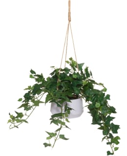 4LIVING 16CM MURATTI AMPPELISSA Main Image