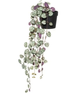 4LIVING HERTTALYHTY RUUKUSSA Main Image