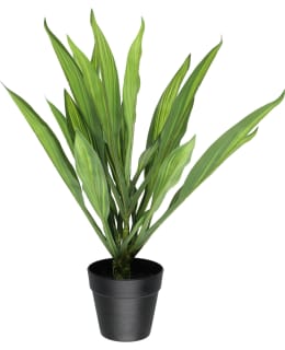 4LIVING TRAAKKIPUU RUUKUSSA VIHREÄ 45 CM Main Image