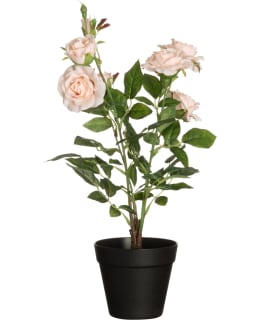 4LIVING RUUSU RUUKUSSA SAMPPANJA Main Image