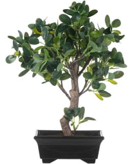 4LIVING 650060 33,5 CM BONSAI FIIKUS Main Image