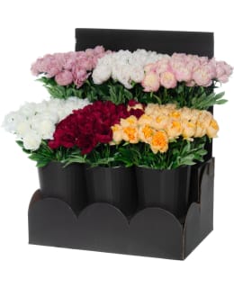 4LIVING 60CM PIONI LAJITELMA Main Image