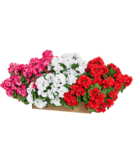 4LIVING PELARGONIA KIMPPU 39CM LAJITELMA Main Image