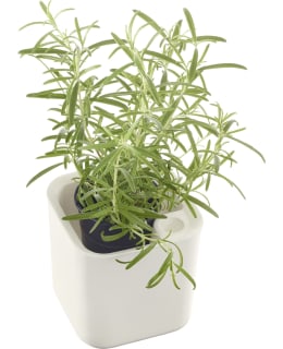 ORTHEX EDEN 12CM VALK. YRTTIRUUKKU Main Image