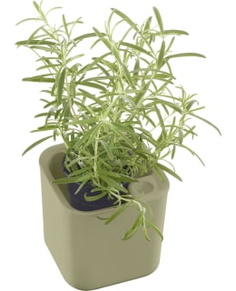 ORTHEX EDEN 12CM OLIIVI YRTTIRUUKKU Main Image