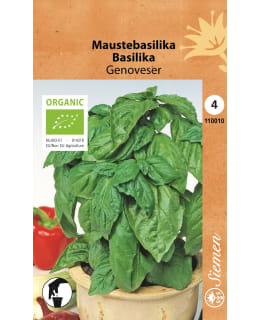 LUOMU MAUSTEBASILIKA GENOVESER SIEMEN Main Image