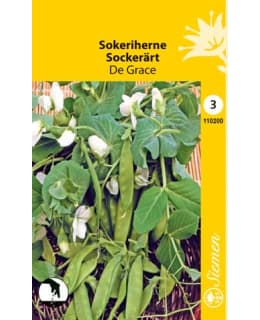 SOKERIHERNE DE GRACE   SIEMEN Main Image