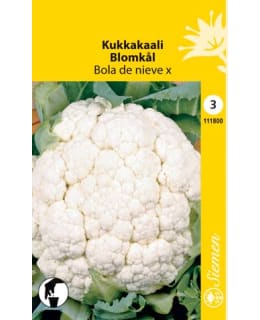 KUKKAKAALI BOLA DE NIEVE  SIEMEN Main Image
