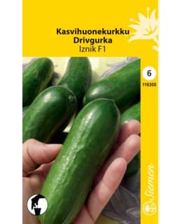 KASVIHUONEKURKKU IZNIK F1 SIEMEN Main Image