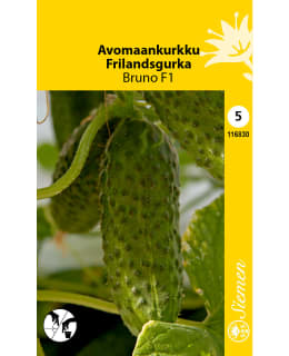 Outdoor cucumber Bruno F1 Main Image