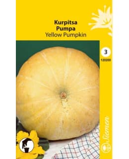 KURPITSA YELLOW PUMPKIN SIEMEN Main Image