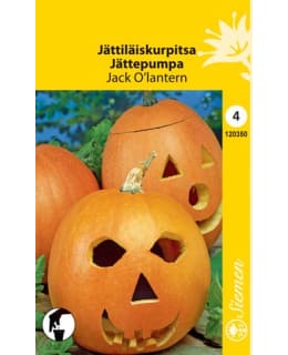 FI:JÄTTILÄISKURPITSA TOM FOX Main Image