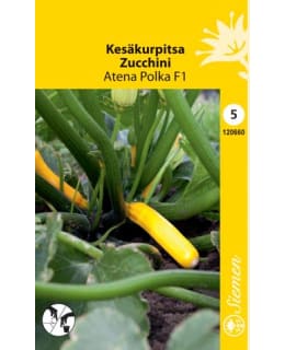 KESÄKURPITSA ATENA POLKA F1 SIEMEN Main Image