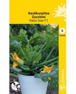 KESÄKURPITSA PATIO STAR F1 Main Image