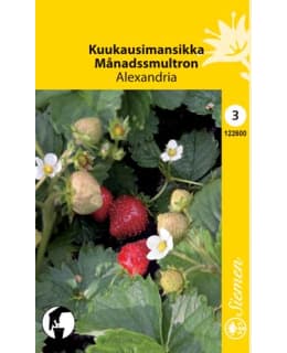 KUUKAUSIMANSIKKA ALEXANDRIA SIEMEN Main Image