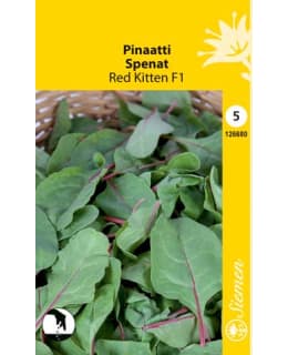 Pinaatti  Red Kitten F1  siemen Main Image