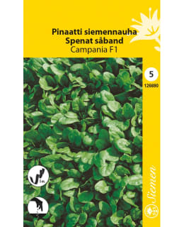 PINAATTI SIEMENNAUHA CAMPANIA F1 SIEMEN Main Image