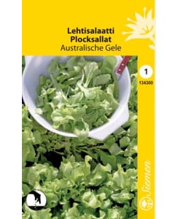 LEHTISALAATTI AUSTRALISCHE GELE SIEMEN Main Image