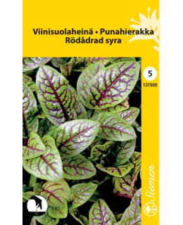 VIINISUOLAHEINÄ RUMEX SANGUINEA Main Image