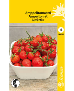 AMPPELITOMAATTI MASKOTKA HR4 Main Image