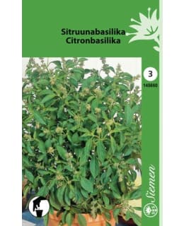 SITRUUNABASILIKA SIEMEN Main Image