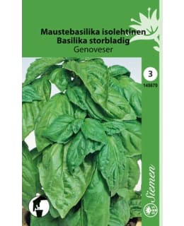 MAUSTEBASILIKA ISOLEHT GENOVESER SIEMEN Main Image