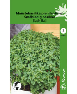 MAUSTEBASILIKA BUSH BALL PIENILEHTI Main Image