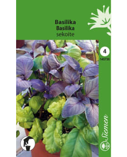 BASILIKA SEKOITE SIEMEN Main Image